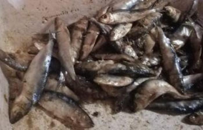 #اليوم السابع - #حوادث - صور.. ضبط أطنان من الأسماك الفاسدة قبل بيعها للمواطنين بالإسكندرية
