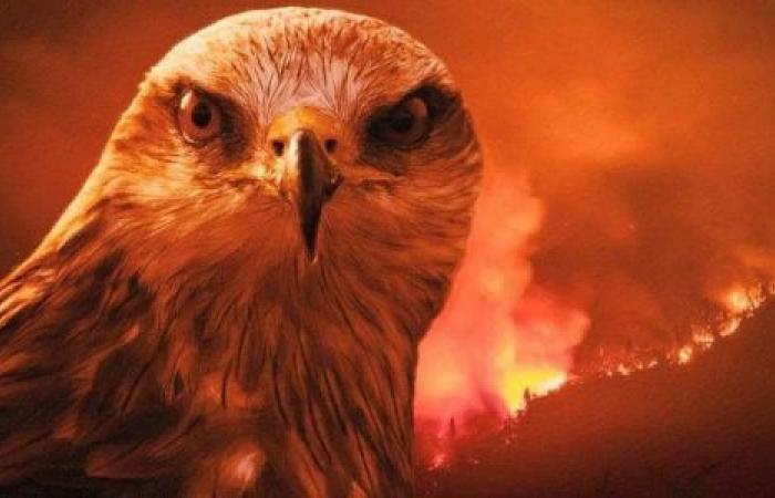 فيديو| طائر الحدأة أكبر مسبب لحرائق أستراليا