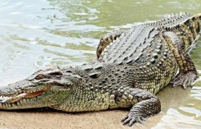 اخبار السياسه فيديو.. تمساح يتجول في ولاية كارولينا الجنوبية بسبب فيروس كورونا
