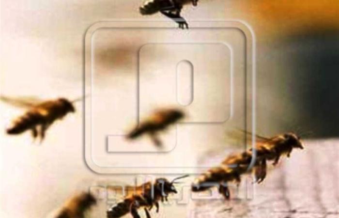 المصري اليوم - تكنولوجيا - دراسة أسترالية تكتشف علاج لسرطان الثدي عن طريق سم النحل موجز نيوز