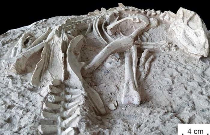 المصري اليوم - تكنولوجيا - دفنت حية منذ 125 مليون عامًا.. علماء حفريات يعثرون على ديناصورات (صور) موجز نيوز
