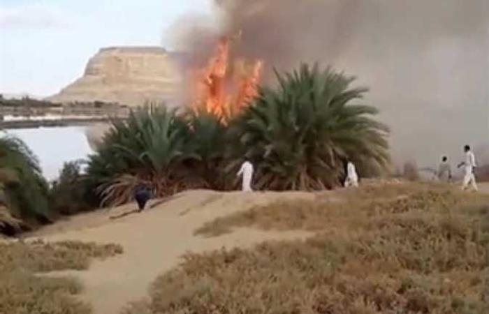 #المصري اليوم -#حوادث - حريق مزرعة نخيل في واحة سيوة (صور) موجز نيوز