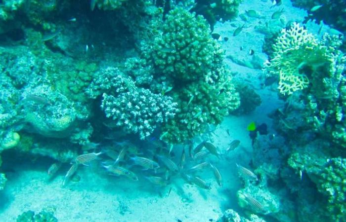 المصري اليوم - اخبار مصر- «هيبكا» تحذر من مخاطر الصيد الجائر على الشعاب المرجانية في البحر الأحمر موجز نيوز