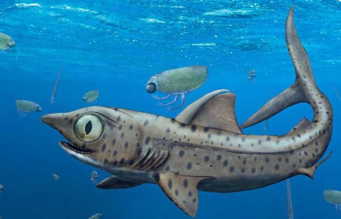 المصري اليوم - تكنولوجيا - سمكة قرش غريبة عمرها 370 مليون عام موجز نيوز