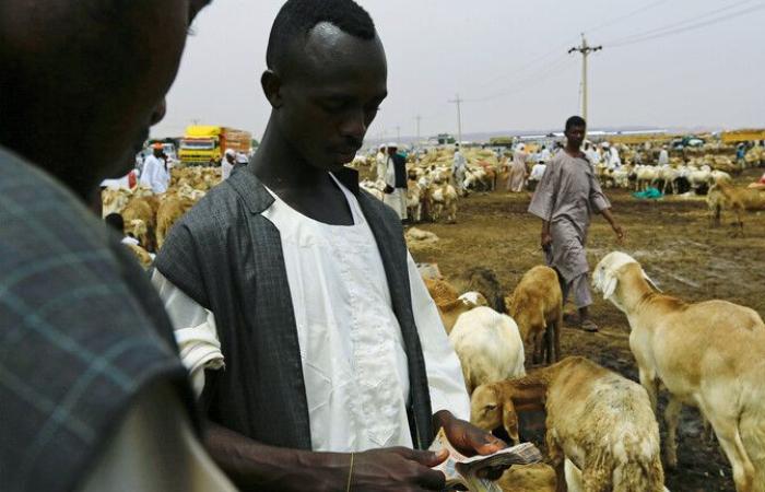 بـ2.3 مليون رأس.. 2020 عام انهيار صادرات الماشية في السودان