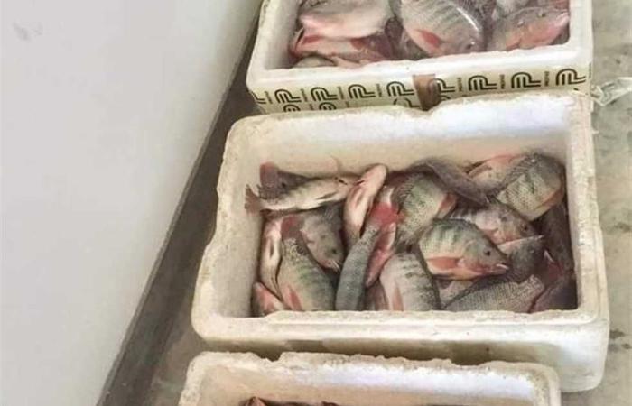 #المصري اليوم - مال - أسعار الأسماك بالمجمعات الاستهلاكية: البلطي 27 والبوري 65 والسبيط 135 جنيه موجز نيوز