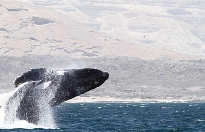 #المصري اليوم -#اخبار العالم - إشادة دولية بجهود سلطنة عمان في إنقاذ «الحوت الأحدب» العالق ببحر العرب موجز نيوز