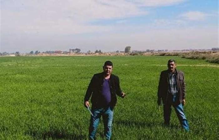 المصري اليوم - اخبار مصر- لجان «زراعة الإسكندرية» ترصد إصابات لـ«حشرة المّن» بمحصول القمح (صور) موجز نيوز