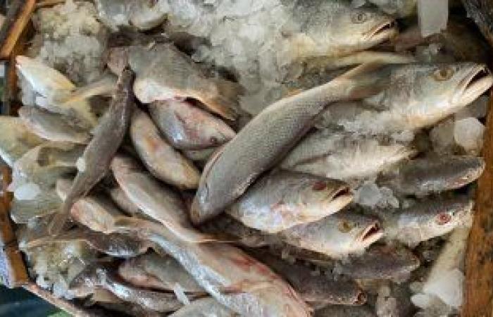 #اليوم السابع - #حوادث - ضبط 10 أطنان أسماك فاسدة قبل طرحها فى الأسواق بالسويس