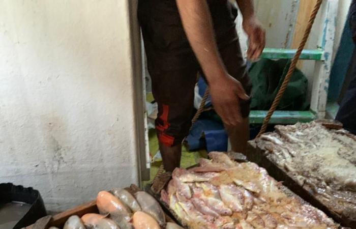 #اليوم السابع - #حوادث - ضبط 10 أطنان أسماك فاسدة قبل طرحها فى الأسواق بالسويس
