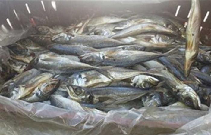 #المصري اليوم -#حوادث - ضبط 8 أطنان أسماك ماكريل مجهولة المصدر في القليوبية موجز نيوز