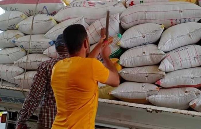 المصري اليوم - اخبار مصر- «مزارعي المنيا» يتوافدون على 41 موقع لتوريد محصول القمح موجز نيوز
