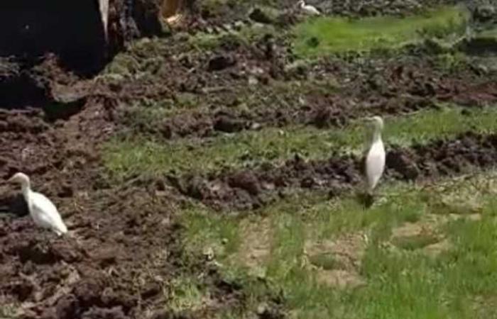 المصري اليوم - اخبار مصر- «زراعة القليوبية»: إزالة مشتل أرز مخالف في قليوب (صور) موجز نيوز