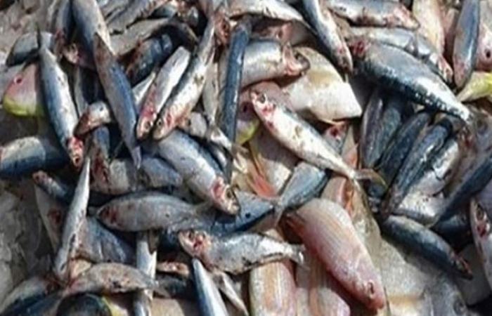 الوفد -الحوادث - ضبط 3 أطنان أسماك غير صالحة للاستهلاك الآدمى بالقليوبية موجز نيوز