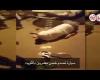 بالفيديو أخبار اليوم | سيارة تصدم خمس مصريين بالكويت موجز نيوز