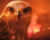 فيديو| طائر الحدأة أكبر مسبب لحرائق أستراليا