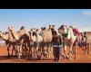بالفيديو أخبار اليوم | فيديوجرافيك | مهرجان الملك عبدالعزيز الرابع للإبل موجز نيوز