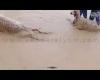 بالفيديو أخبار اليوم | نفوق 700 رأس من الأغنام بسبب الأمطار بصحراء فوكه موجز نيوز