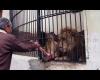 بالفيديو أخبار اليوم | كيف يتم إطعام الأسود بحديقة الحيوان بعد غلقها بسبب الكورونا موجز نيوز