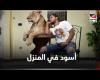 #بالفديو - فقرة الأسود مع أشرف الحلو.. عروض في البيت «علشان السيرك قافل» موجز نيوز
