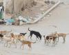 #المصري اليوم -#حوادث - كلب ضال يعقر 12 شخصا بطوخ موجز نيوز