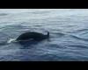 بالفيديو أخبار اليوم | ظهور سرب من الحوت القاتل الكاذب بمنطقه الجونه شمال الغردقة موجز نيوز