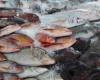 #اليوم السابع - #حوادث - ضبط 2 طن أسماك مملحة مجهولة المصدر في الفيوم