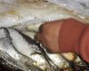 #المصري اليوم -#حوادث - ضبط 2.5 طن أسماك مملحة مجهولة المصدر بالفيوم موجز نيوز