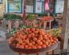 اخبار السياسه انخفاض أسعار الخضروات بنسبة 70% في جنوب سيناء