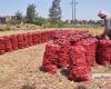 المصري اليوم - اخبار مصر- وزارة الزراعة تصدر نشرة توصيات فنية لمزارعي البصل (تفاصيل) موجز نيوز