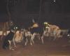 #المصري اليوم -#حوادث - كلب ضال يعقر 12 طفلًا في بني سويف موجز نيوز