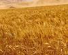 المصري اليوم - اخبار مصر- توريد 14209 طن من القمح حتى الآن في الوادي الجديد موجز نيوز