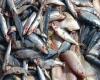 الوفد -الحوادث - ضبط 3 أطنان أسماك غير صالحة للاستهلاك الآدمى بالقليوبية موجز نيوز